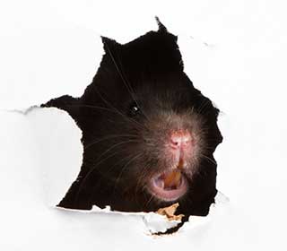 Clean Your Attic Of Pests | Attic Cleaning Oakland, CA Clean Your Attic Of Pests | Attic Cleaning Oakland, CA
