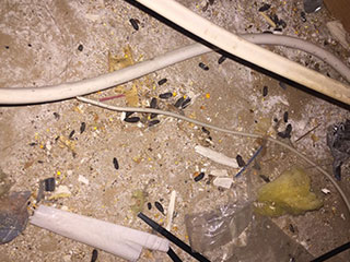 Mice Infested My Attic | Attic Cleaning Oakland, CA Mice Infested My Attic | Attic Cleaning Oakland, CA