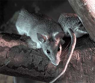 Rodent | Attic Cleaning Oakland, CA Rodent | Attic Cleaning Oakland, CA